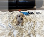 Image preview for Ad Listing. Nickname: Jake AKC