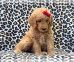 Small Photo #5 Goldendoodle (Miniature) Puppy For Sale in LAKELAND, FL, USA