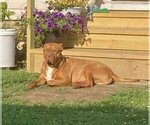 Small #20 American Pit Bull Terrier-Chinese Shar-Pei Mix