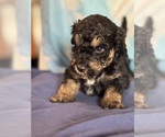 Theodore - Male Bernedoodle (Miniature) Puppy for Sale - Photo #2