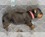 Puppy Pink Collar Rottweiler