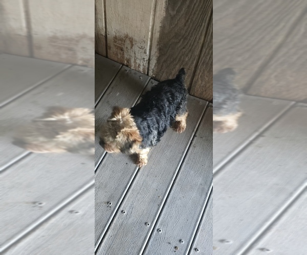 Medium Photo #1 Yorkshire Terrier Puppy For Sale in WASHINGTON, GA, USA