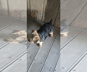 Mother of the Yorkshire Terrier puppies born on 07/19/2026
