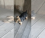 Small Photo #1 Yorkshire Terrier Puppy For Sale in WASHINGTON, GA, USA
