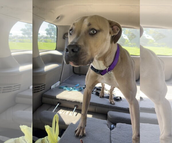 Medium Photo #25 American Bulldog-Unknown Mix Puppy For Sale in Princeton, MN, USA