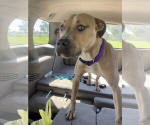 Tip - Female American Bulldog-Unknown Mix Dog for Adoption - Photo #25
