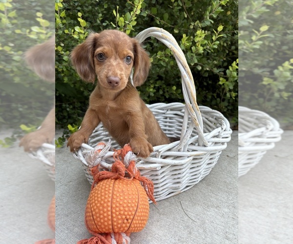 Medium Photo #2 Dachshund Puppy For Sale in MIDDLEBURY, IN, USA