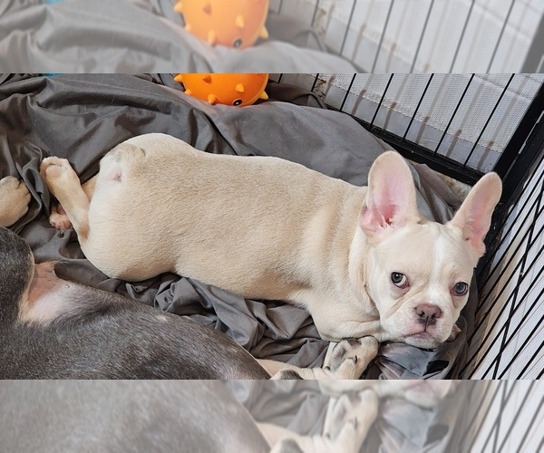Medium Photo #5 French Bulldog Puppy For Sale in OCEAN ISLE BEACH, NC, USA