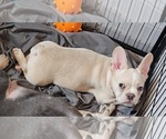 Small #4 French Bulldog