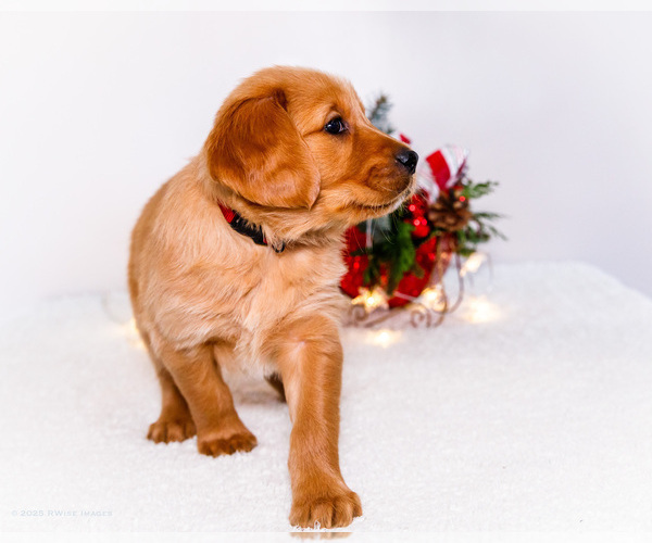 Medium Photo #9 Golden Retriever Puppy For Sale in WAKARUSA, IN, USA