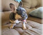 Small Photo #6 French Bulldog Puppy For Sale in POMPANO BEACH, FL, USA