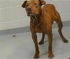 American Pit Bull Terrier Dogs for adoption in St. Cloud, FL, USA