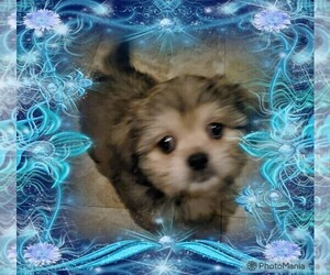 Shih Tzu-ShihPoo Mix Puppy for sale in HOLLY, MI, USA