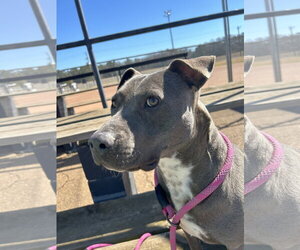 Lily - Female American Bulldog Dog for Adoption - Photo #6