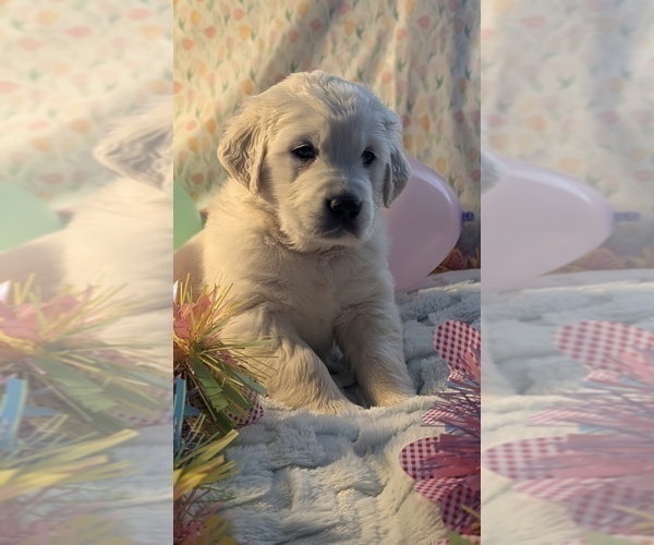 Medium Photo #3 Golden Retriever Puppy For Sale in MODESTO, CA, USA