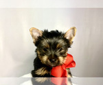 Puppy Puppy 2 Rosie Yorkshire Terrier