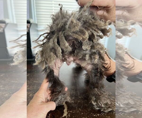 Medium Photo #5 Poodle (Miniature)-Unknown Mix Puppy For Sale in Bellevue, WA, USA
