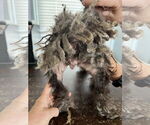 Small #4 Poodle (Miniature) Mix