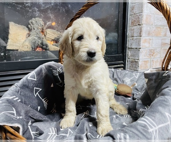 Medium Photo #4 Goldendoodle Puppy For Sale in INDIANAPOLIS, IN, USA