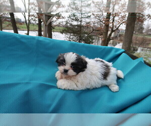 Shih Tzu Puppy for sale in ANN ARBOR, MI, USA