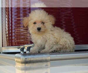 Maltipoo Puppy for sale in BARNESVILLE, KS, USA