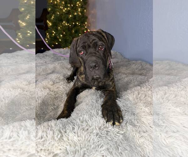 Medium Photo #1 Mutt Puppy For Sale in Goodyear, AZ, USA