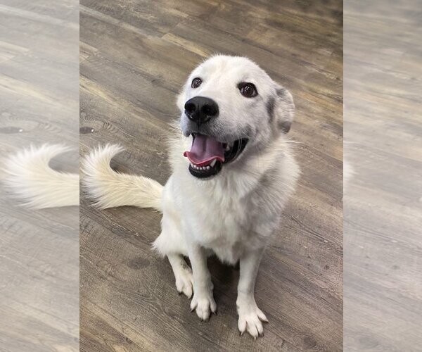 Medium Photo #8 Great Pyrenees-Unknown Mix Puppy For Sale in Flower Mound, TX, USA