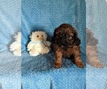 Puppy 1 Cavapoo-Poodle (Miniature) Mix