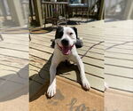 Small #1 American Pit Bull Terrier Mix