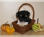 Small Photo #1 Havanese Puppy For Sale in THREE RIVERS, MI, USA