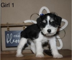Schnauzer (Miniature) Puppy for sale in ACADEMY, TX, USA