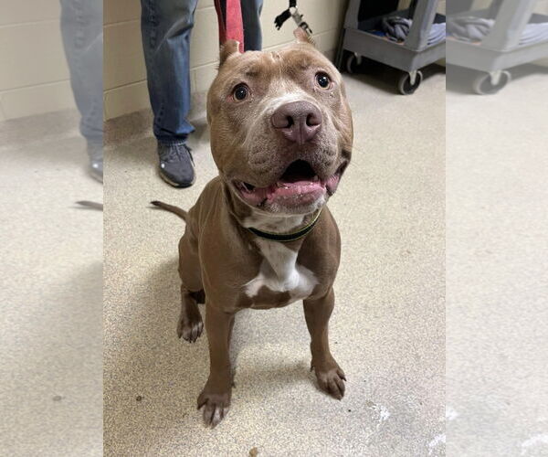 Medium Photo #8 Mutt Puppy For Sale in Virginia Beach, VA, USA