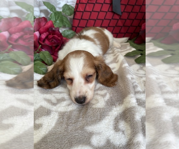 Medium Photo #10 Dachshund Puppy For Sale in SHILOH, OH, USA