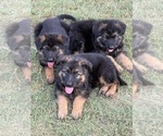 Small #2 German Shepherd Dog