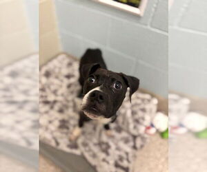 Boxer Dogs for adoption in Brighton, CO, USA