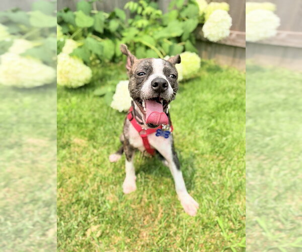 Medium Photo #8 Boston Terrier-Unknown Mix Puppy For Sale in Mundelein, IL, USA