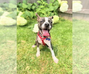 Turnip - Male Boston Terrier-Unknown Mix Dog for Adoption - Photo #8