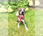 Small Photo #8 Boston Terrier-Unknown Mix Puppy For Sale in Mundelein, IL, USA