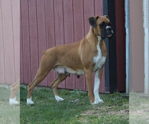 Mother of the Boxer puppies born on 03/25/2026