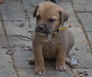 Cane Corso Puppy for sale in BIRMINGHAM, AL, USA