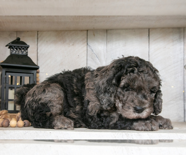 Medium Photo #2 Miniature Labradoodle Puppy For Sale in SUGARCREEK, OH, USA