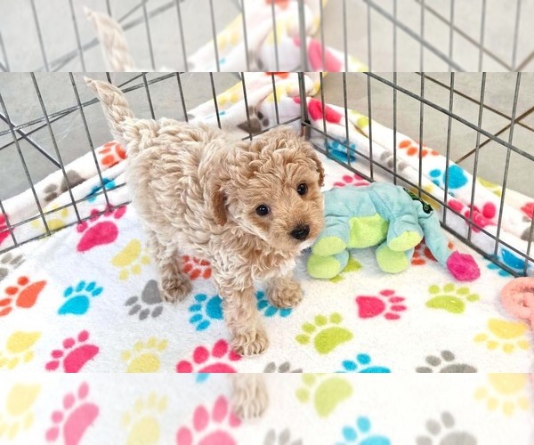 Medium Photo #2 Cavapoo (Miniature)-Poodle (Toy) Mix Puppy For Sale in ORO VALLEY, AZ, USA