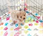 Small #1 Cavapoo (Miniature)-Poodle (Toy) Mix