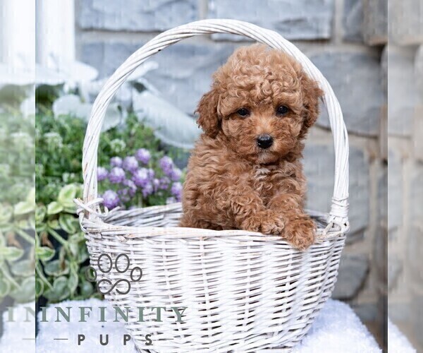 Medium Photo #3 Havapoo Puppy For Sale in LEWISBURG, PA, USA