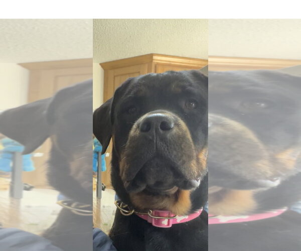 Medium Photo #7 Rottweiler Puppy For Sale in Mooresville, NC, USA