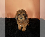 Small Photo #1 Poodle (Miniature) Puppy For Sale in MILLERSBURG, IN, USA