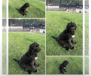 Golden Retriever-Old English Sheepdog Mix Puppy for sale in ANAHEIM, CA, USA