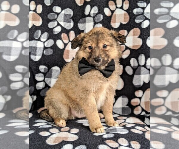 Medium Photo #2 Shetland Sheepdog-Unknown Mix Puppy For Sale in PEACH BOTTOM, PA, USA