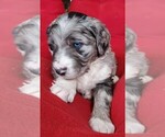 Small Photo #4 Aussiedoodle Puppy For Sale in CHILLICOTHE, OH, USA