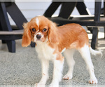 Image preview for Ad Listing. Nickname: Kyser